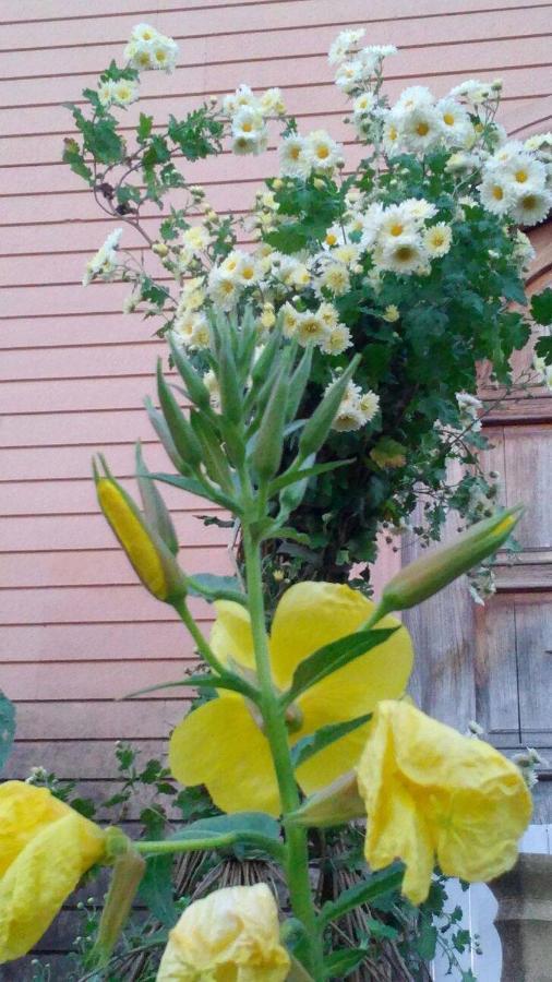 Сибиряк Tsqaltubo Eksteriør billede